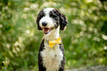 Sheepadoodle